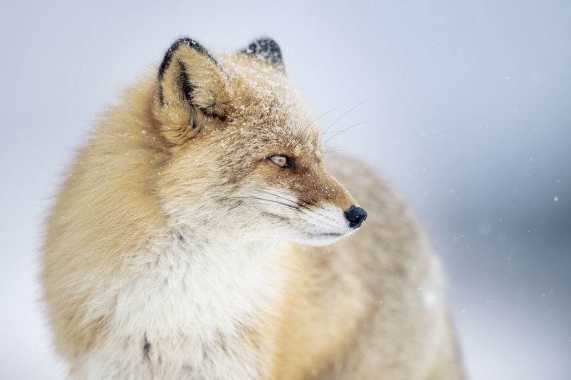 fox, wildlife,  winter, snow Snow fallingphoto preview