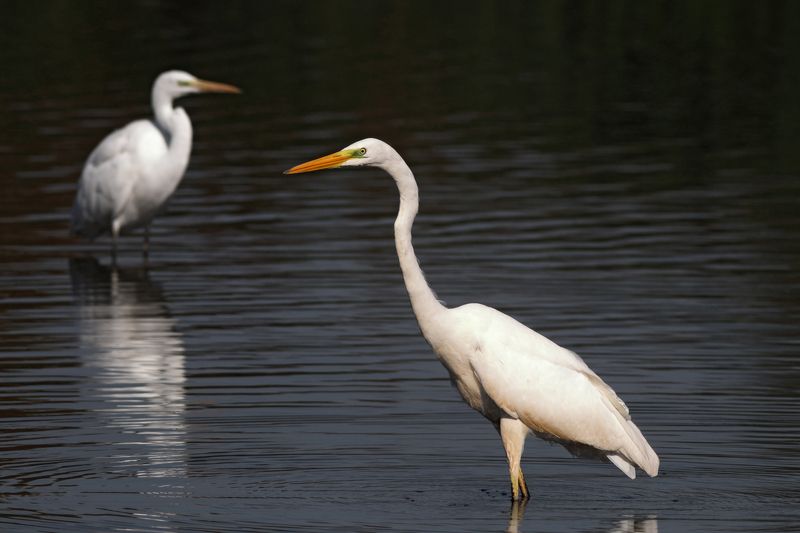большая белая цапля, цапля, ardea alba, great egret Белые цаплиphoto preview