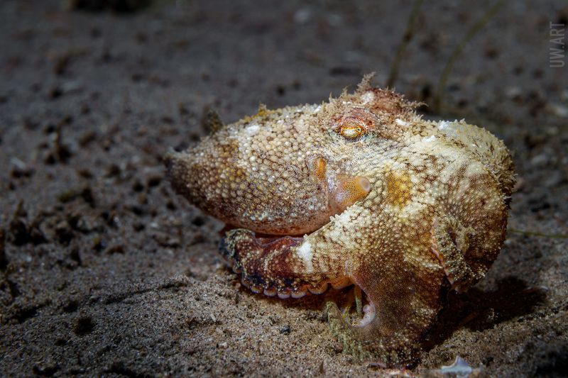 Камуфляжных дел мастерphoto preview