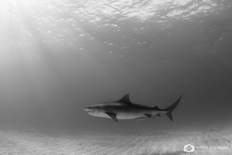 shark, tiger shark, tiger, sun, rays Glidingphoto preview