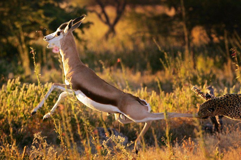 Africa, Alexeybushov, Etosha, Huntig, Leopard, Namibia, Nature, Safari, Wildelife, Африка, Дикая природа, Дикие животные, Лепард, Намибия, Природа, Сафари Охота леопарда.photo preview