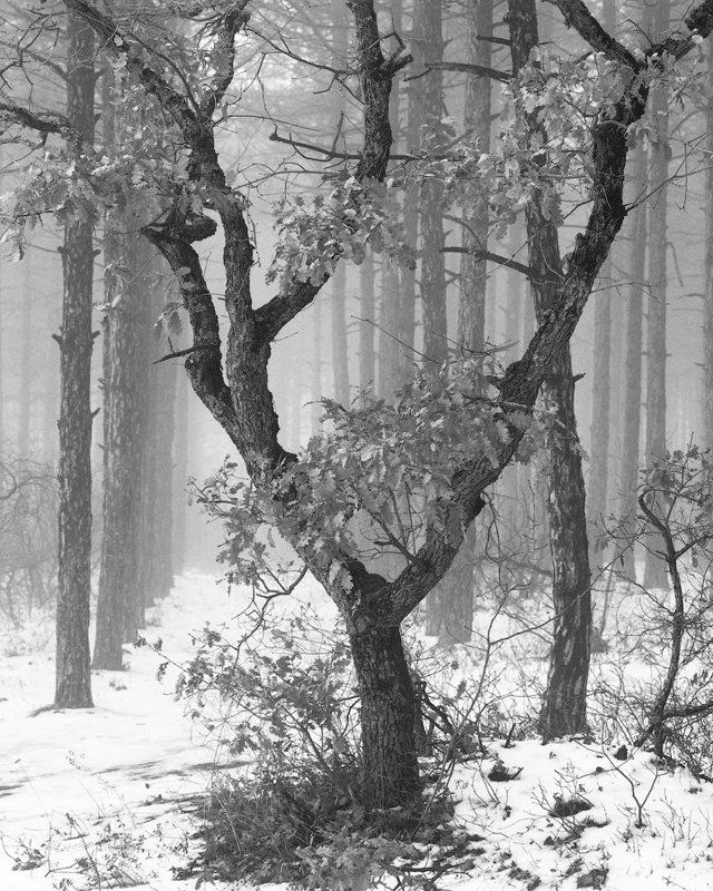 120, 6x7, bw, pentax, film, snow, russia, crimea, mediumformat, travel, fog, mist, forest,tree россия, пленка, чб, туман, лес, дерево ***photo preview