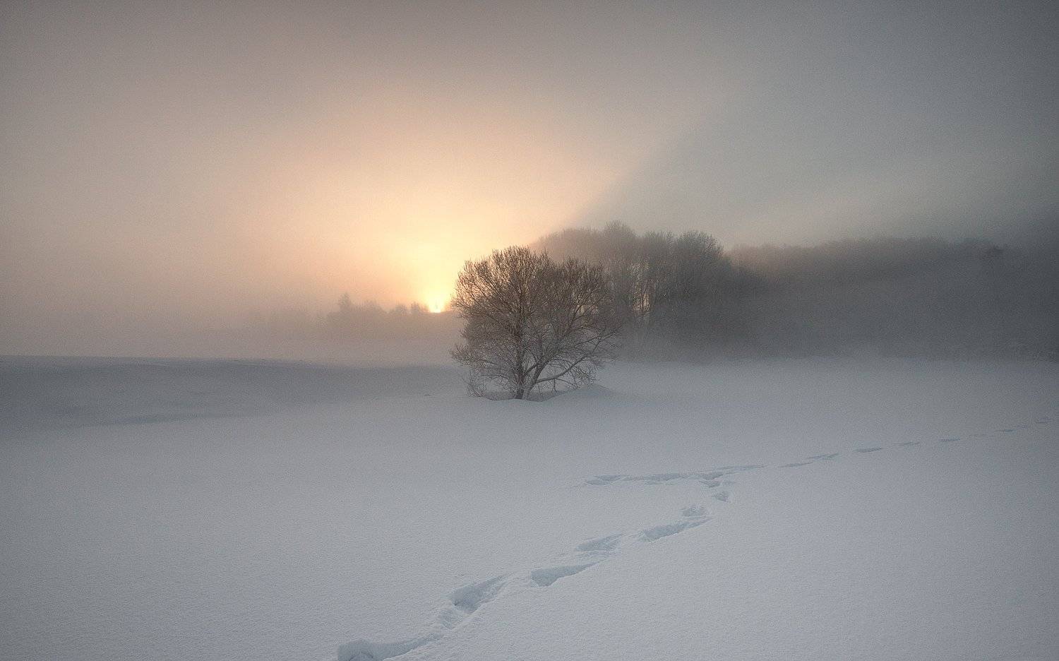 Мороз, Туман, Marius Gailiu&scaron;is