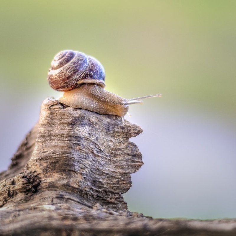 Животные, Макро, Улитка медленный мирphoto preview