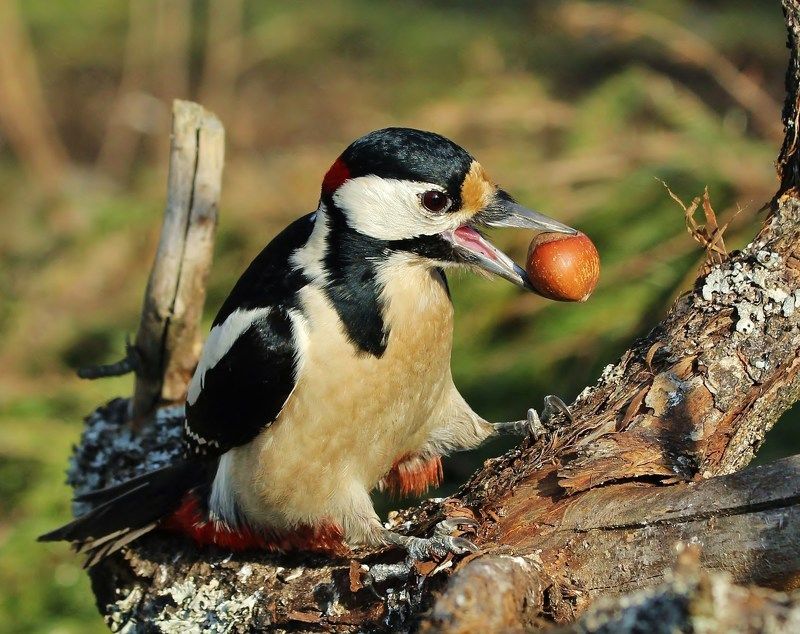раздобылphoto preview
