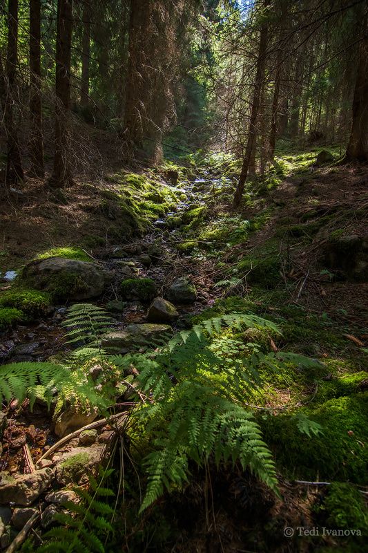 Landscape Тhe mysteries of the forestphoto preview