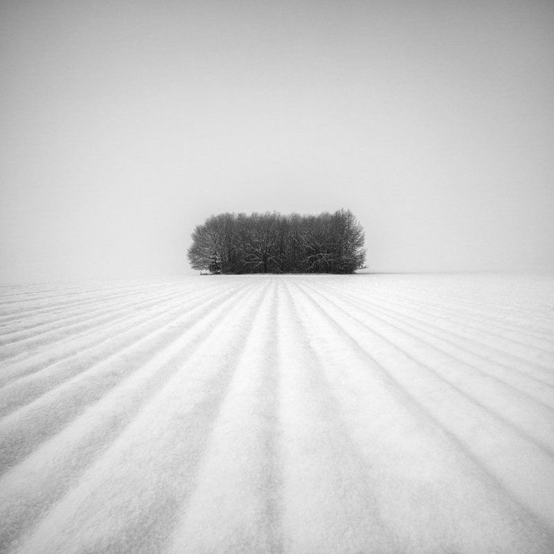 Black and white, Grove, Lines, Minimalism, Snow, Snowscape, Trees, Winter Winter Grovephoto preview
