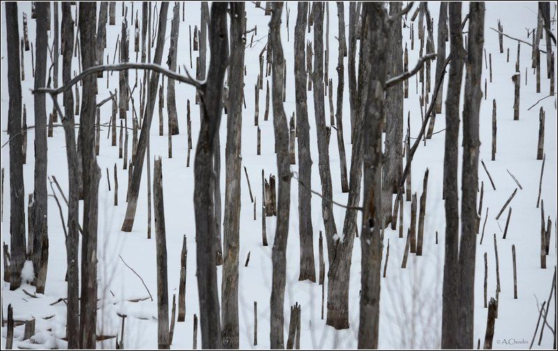 Январский лесphoto preview