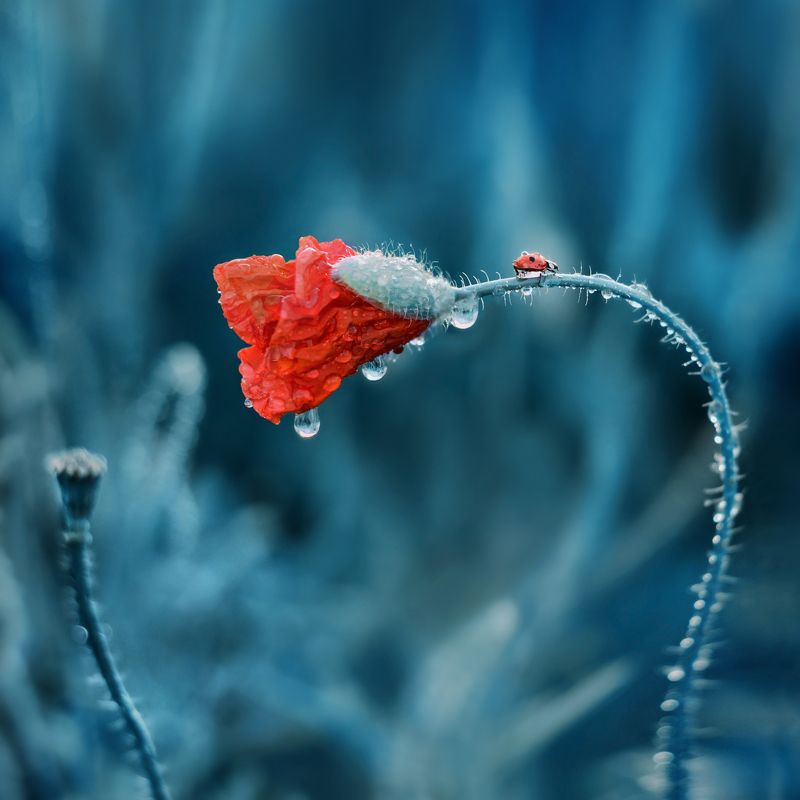 Blue, Flowers, Macro, Nature Macro in Bluephoto preview