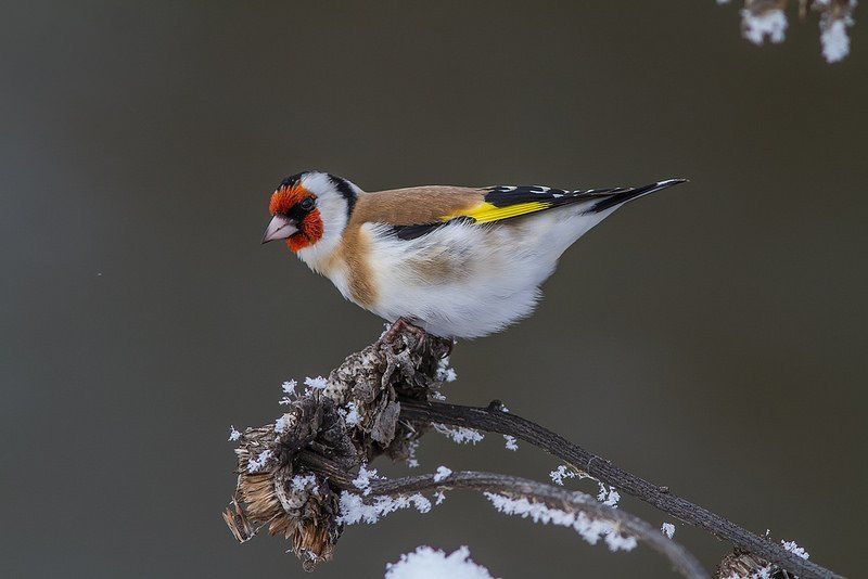 Щегол, птицы Щегол-самочкаphoto preview