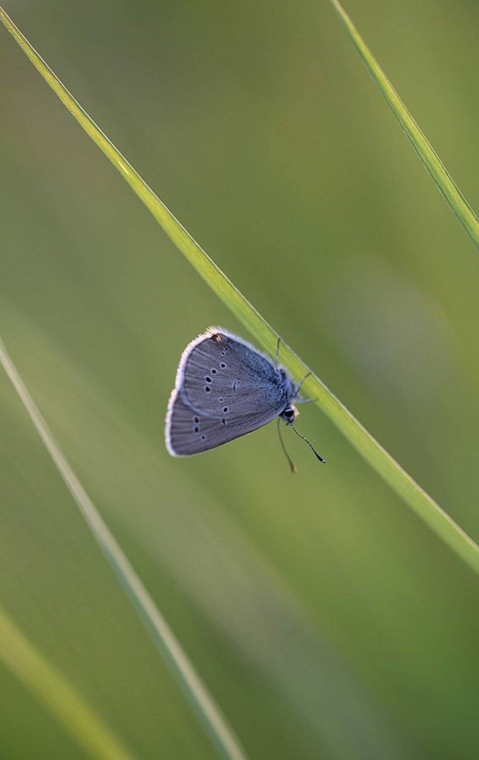 , Сергей Таланов