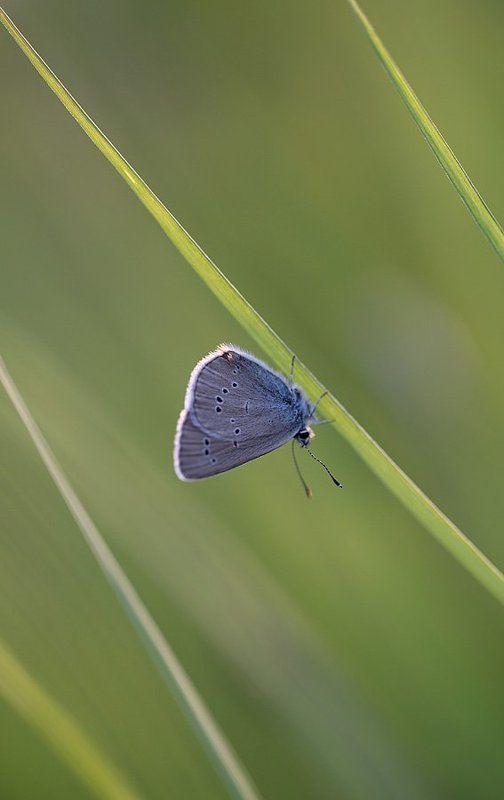 Параллелиphoto preview