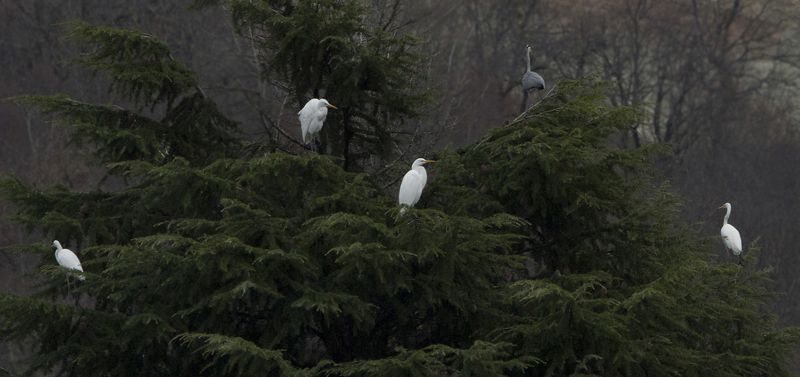 Новогодние игрушкиphoto preview