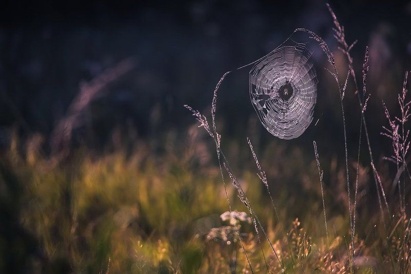 Раскинет осень сеть из паутиныphoto preview
