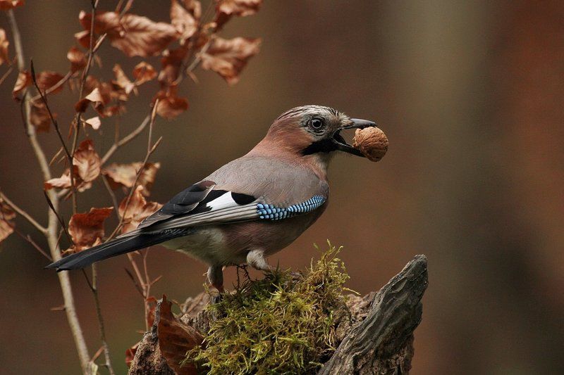 Garrulus glandariusphoto preview