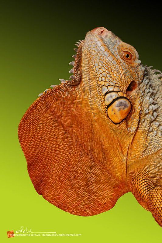 Dang Tuan Trung, Frank Dang Iguanaphoto preview