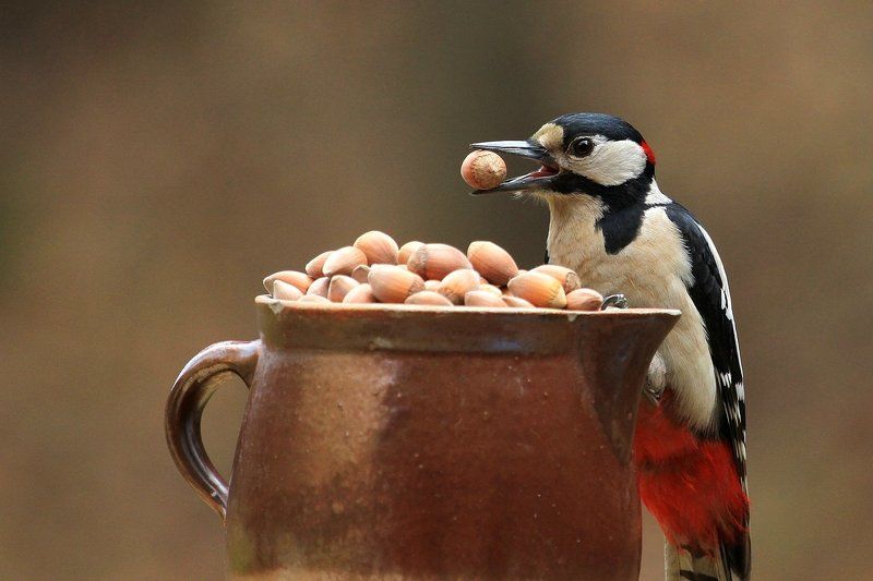 Lover nutsphoto preview