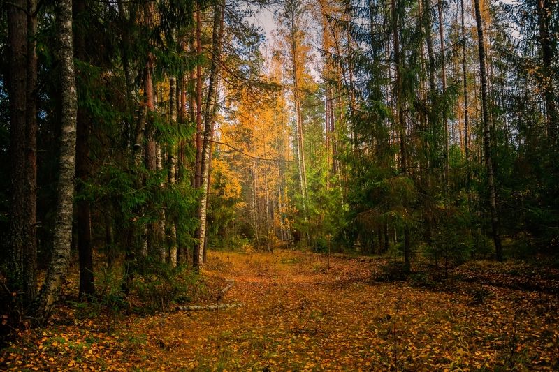 природа. времена года, осень, золотая осень, осень в лесу, леса россии, оснний лес, дорога в лесу, листопад, желтые листья, осеньphoto preview