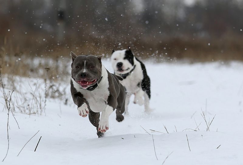 #animals, #dog, #nature, #snow, #winter, #зима, #прогулка, #снег, #собака, #стаффордширский терьер На прогулке...photo preview