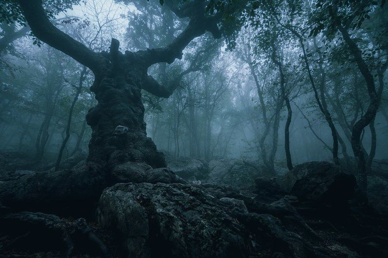 ай-петри, клён стевена, крым Окаменелое дерево с духом Ай-Петриphoto preview