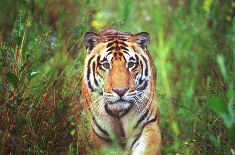 Analog, Bengalian tiger, Cat, Forest, India, Kanha, Tiger, Wildelife Бенгальский тигр.photo preview