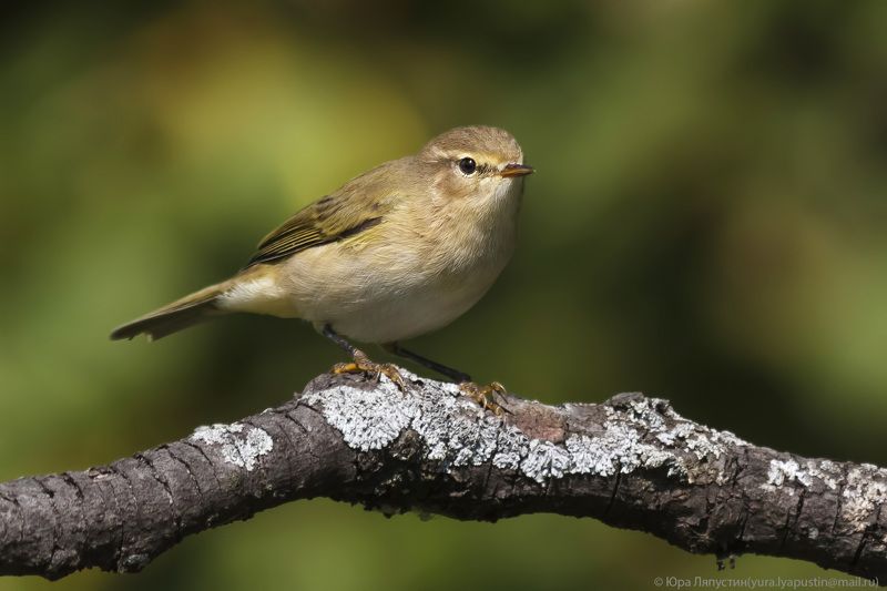 Пеночка теньковка Chiffchaff.photo preview