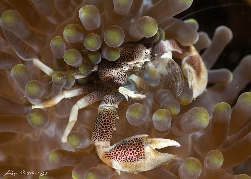 фарфоровый анемоновый краб Neopetrolisthes ohshimaiphoto preview