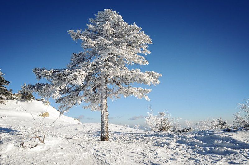 сихотэ-алинь, ливадийский, хребет, горы, ель, дерево, иней, приморье, приморский, дальний восток, дальневосточный В лесу она рослаphoto preview