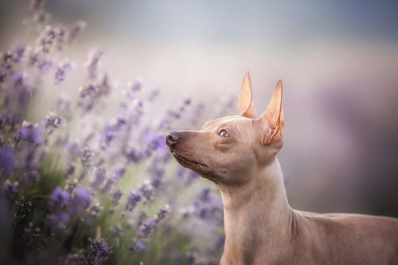 Lavenderphoto preview