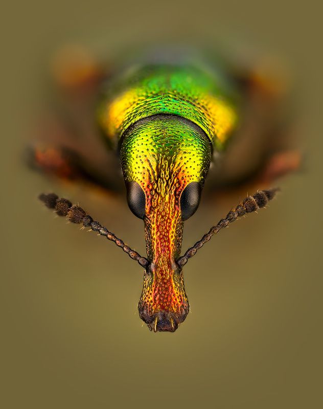 coleoptera, attelabidae, byctiscus betulae,трубковерт грушевый Трубковерт грушевыйphoto preview