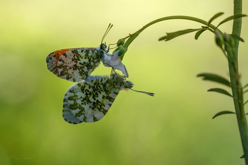 бабочки, макро, macro Любовьphoto preview