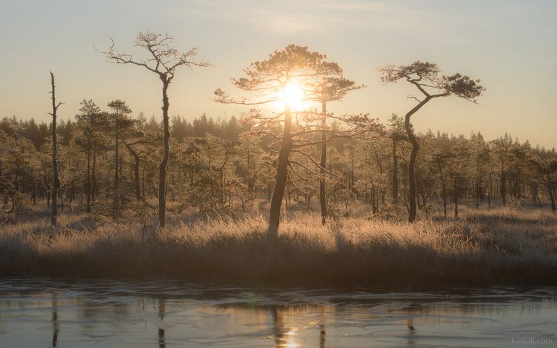 болото, иней, рассвет, карельский перешеек, ленинградская область Морозное болото перед рассветомphoto preview
