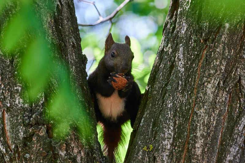 squirrel, volgograd, russia,  #photo preview