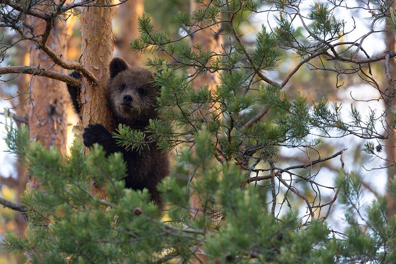 медведь мишуткаphoto preview