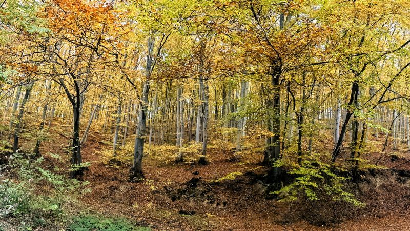 Золотая осень в Болгарииphoto preview