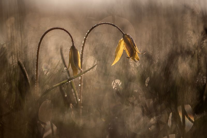 Степные тюльпаныphoto preview