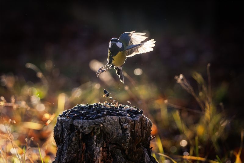 Синица фото превью