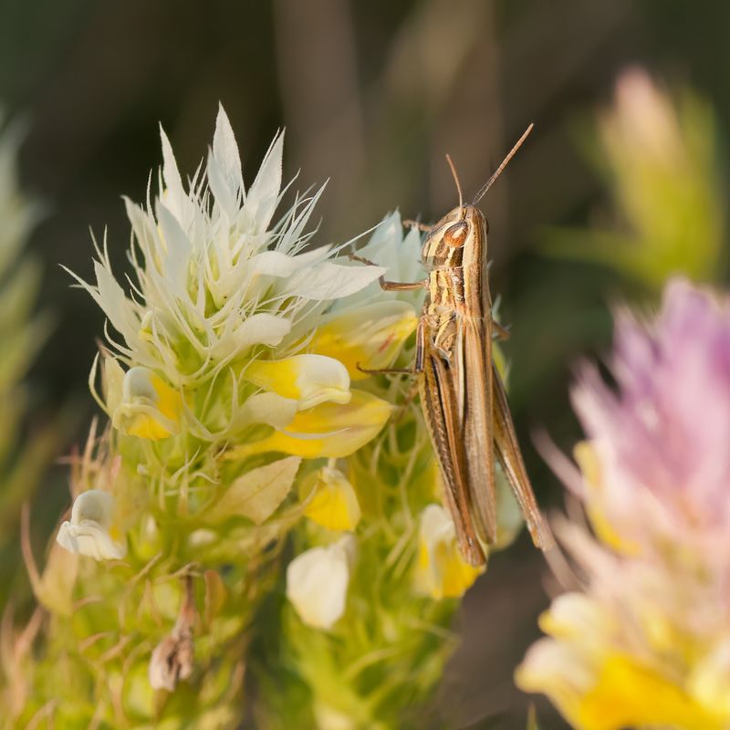 Усатый-полосатыйphoto preview