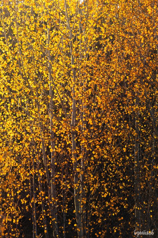 Золото осениphoto preview