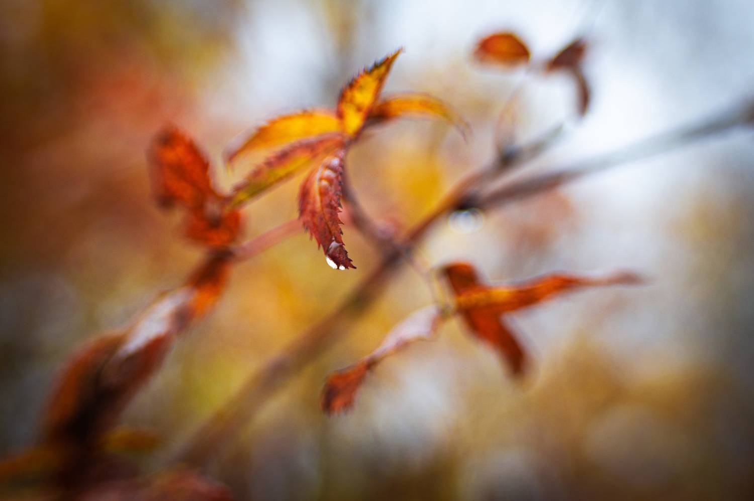 , Лофицкая Лариса