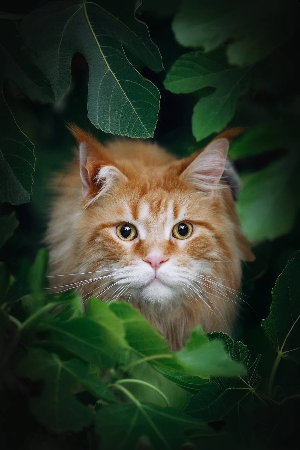 Look at me. Автор: Андрианова Ирина , Андрианова Ирина