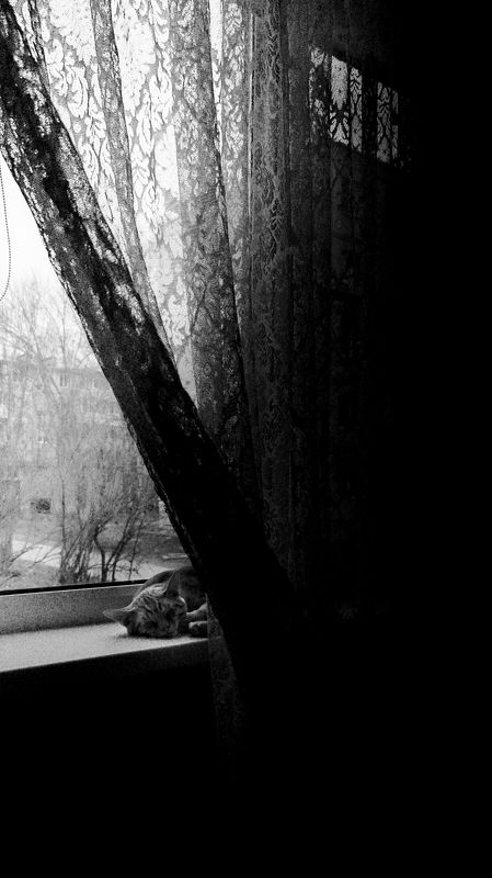 животные Дневной сонphoto preview