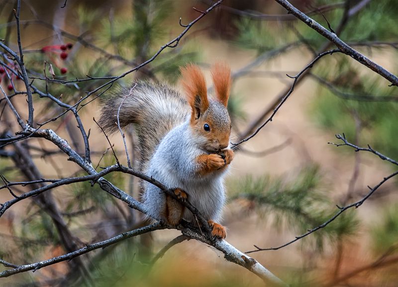 белка, лес, Маленькая шкода 2 ФОТО.photo preview