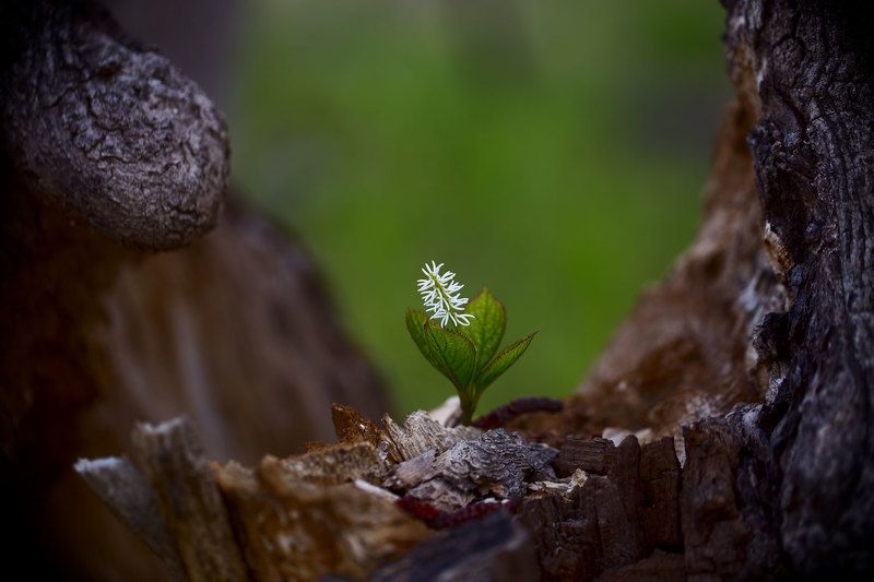 растение, хлорант японский, приморье, весна, макро совсем один фото превью