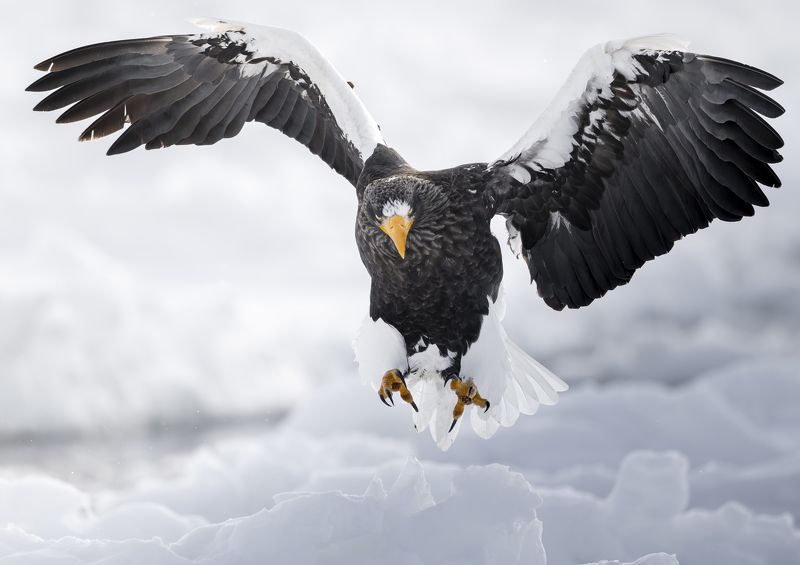 eagle, winter, air This momentphoto preview