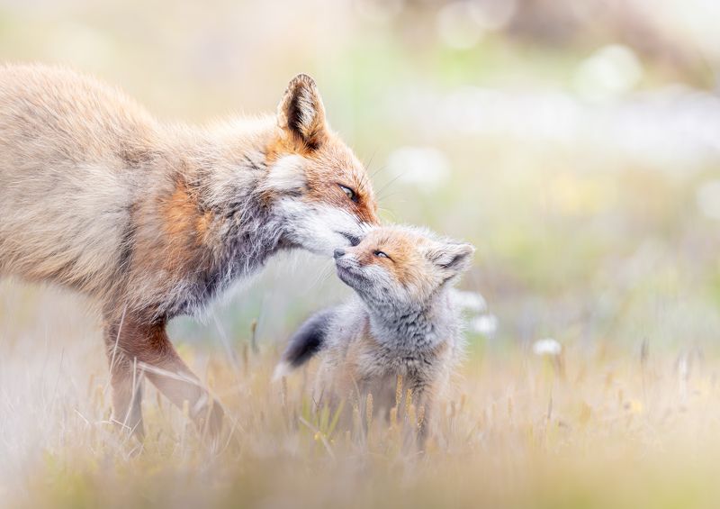 fox, wildlife, In a dreamphoto preview