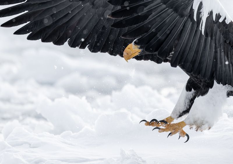 eagle, winter, air The Whitephoto preview