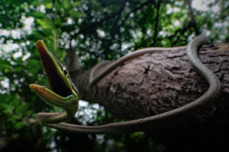 Oxybelis microphthalmusphoto preview