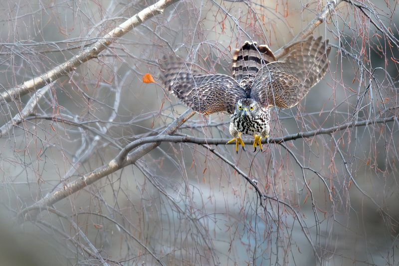 Ястреб тетеревятник.photo preview