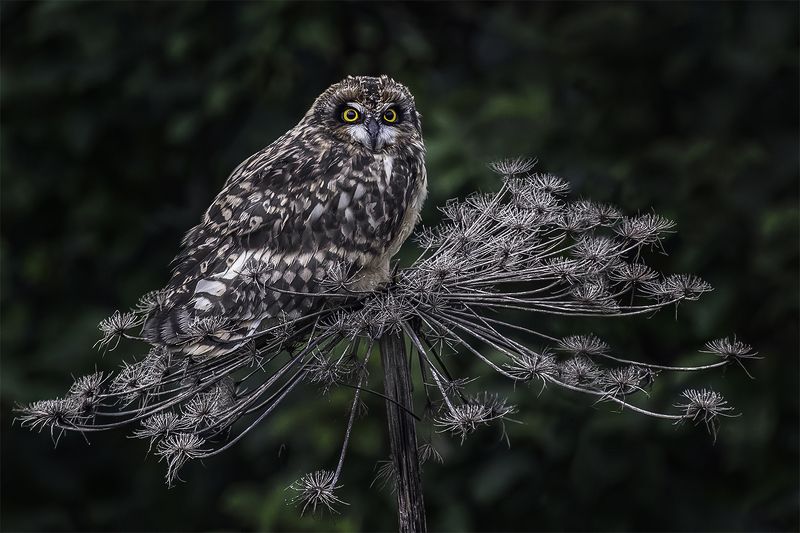 птица, сова, отдых На отдыхеphoto preview